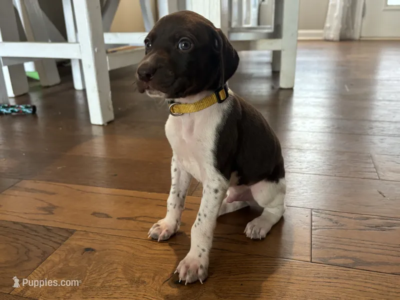 yellow boy  – German Shorthaired Pointer puppy for sale in Asheboro, NC