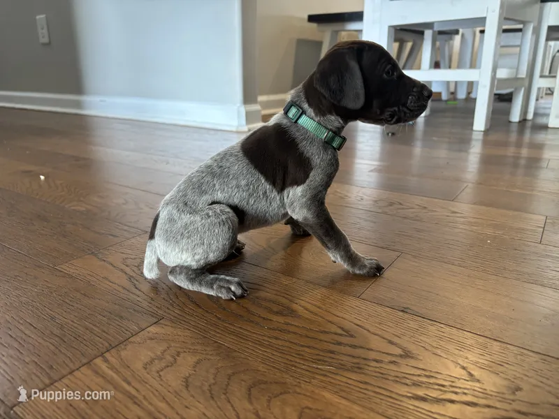 teal boy – German Shorthaired Pointer puppy for sale in Asheboro, NC