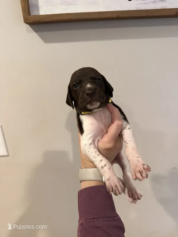 yellow boy  – German Shorthaired Pointer puppy for sale in Asheboro, NC