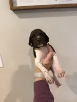 yellow boy , a male German Shorthaired Pointer for sale in Asheboro, NC – 1 of 4