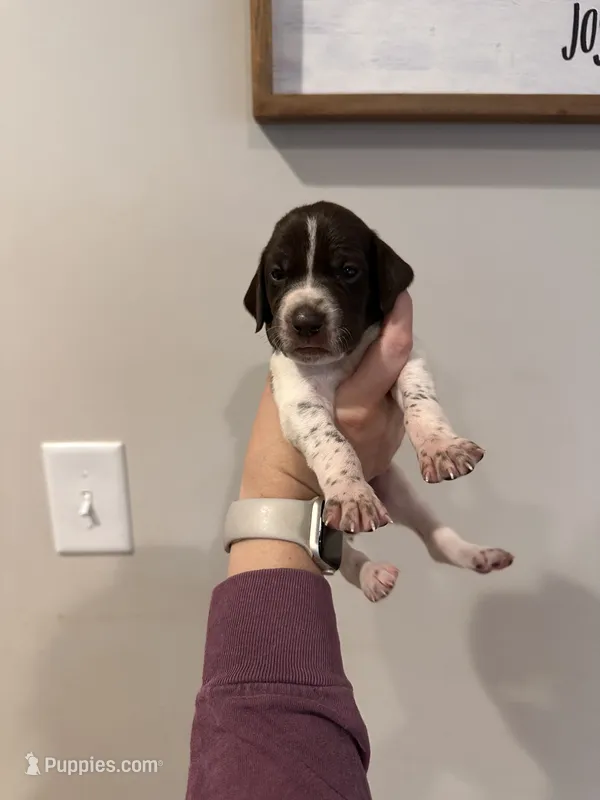 white girl  – German Shorthaired Pointer puppy for sale in Asheboro, NC