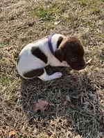 Purple - Girl , a female German Shorthaired Pointer for sale in Asheboro, NC – Photo 1 of 4