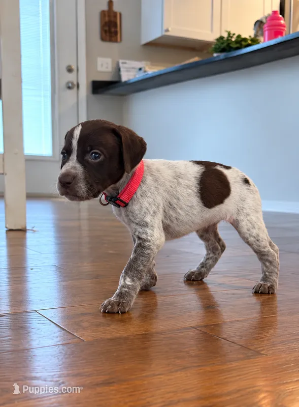 pink girl  – German Shorthaired Pointer puppy for sale in Asheboro, NC