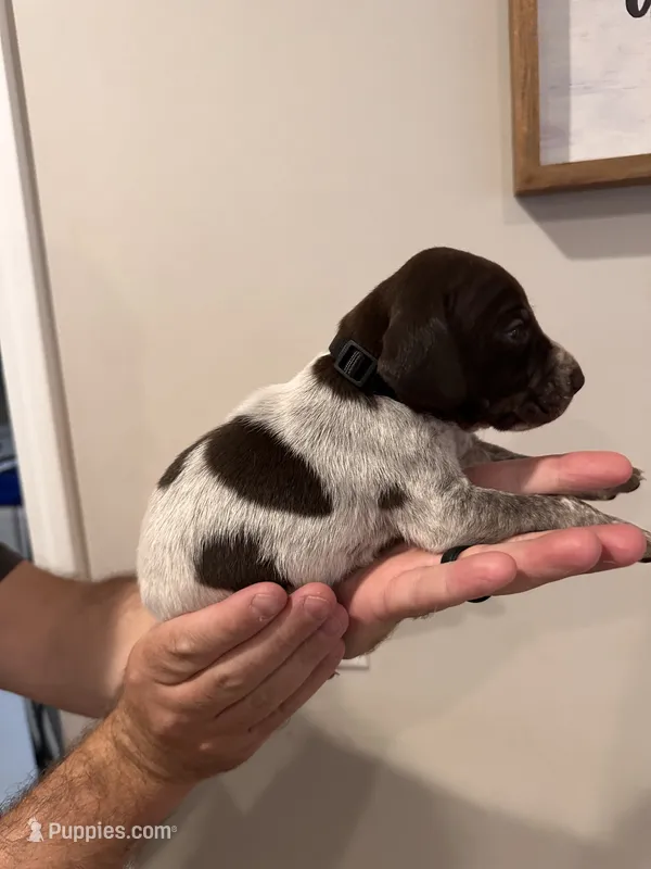 Black - Boy  – German Shorthaired Pointer puppy for sale in Asheboro, NC