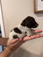 Black - Boy , a male German Shorthaired Pointer for sale in Asheboro, NC – 1 of 4