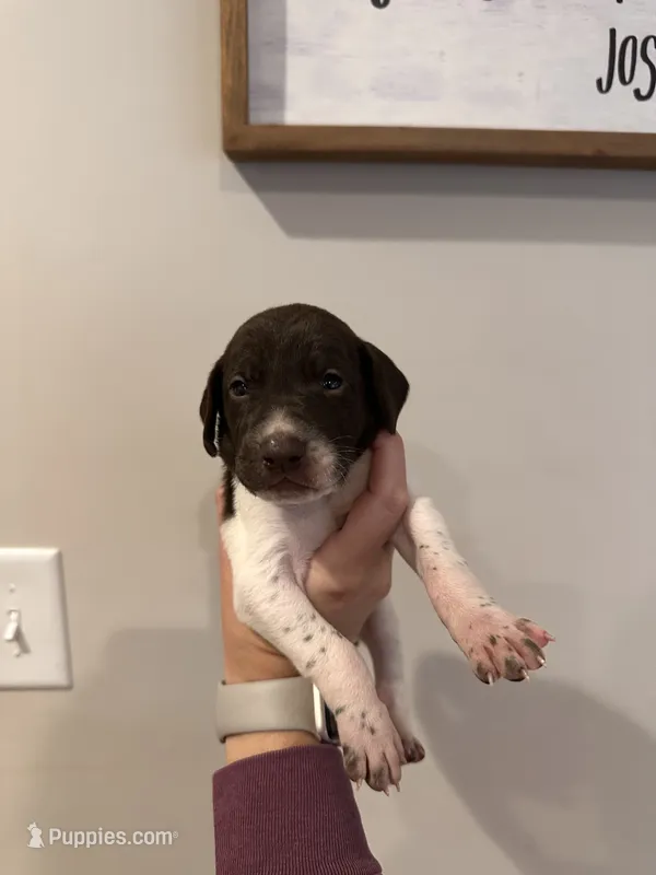 Green - Boy  – German Shorthaired Pointer puppy for sale in Asheboro, NC