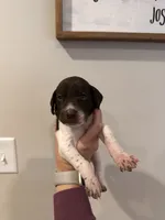 Green - Boy , a male German Shorthaired Pointer for sale in Asheboro, NC – 1 of 4