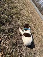 Teal - Boy , a male German Shorthaired Pointer for sale in Asheboro, NC – Photo 2 of 4