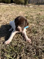 Teal - Boy , a male German Shorthaired Pointer for sale in Asheboro, NC – Photo 1 of 4