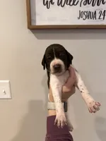grey boy, a male German Shorthaired Pointer for sale in Asheboro, NC – 1 of 4
