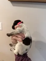 pink girl , a male German Shorthaired Pointer for sale in Asheboro, NC – 4 of 4