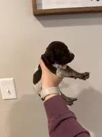 purple girl , a male German Shorthaired Pointer for sale in Asheboro, NC – 2 of 4