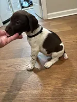 Black - Boy , a male German Shorthaired Pointer for sale in Asheboro, NC – Photo 3 of 4