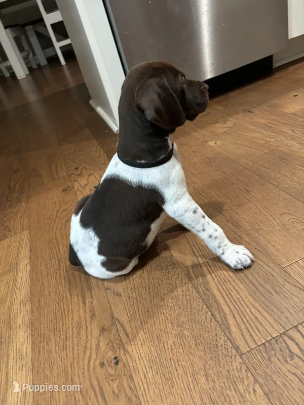 Black - Boy , a male German Shorthaired Pointer for sale in Asheboro, NC – Photo 1 of 4
