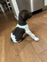Black - Boy , a male German Shorthaired Pointer for sale in Asheboro, NC – Photo 1 of 4