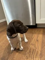Black - Boy , a male German Shorthaired Pointer for sale in Asheboro, NC – Photo 2 of 4