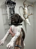 Black - Boy , a male German Shorthaired Pointer for sale in Asheboro, NC – Photo 4 of 4