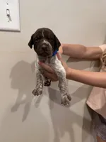 blue boy, a male German Shorthaired Pointer for sale in Asheboro, NC – 1 of 5