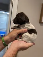 Black - Boy , a male German Shorthaired Pointer for sale in Asheboro, NC – 4 of 4