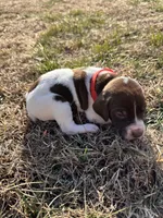 Red - Boy, a male German Shorthaired Pointer for sale in Asheboro, NC – Photo 1 of 5