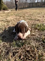 Red - Boy, a male German Shorthaired Pointer for sale in Asheboro, NC – Photo 2 of 5