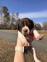 Red - Boy, a male German Shorthaired Pointer for sale in Asheboro, NC – Photo 3 of 5