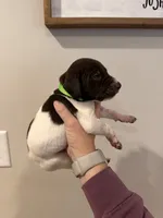 Green - Boy , a male German Shorthaired Pointer for sale in Asheboro, NC – 3 of 4