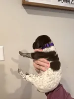 purple girl , a male German Shorthaired Pointer for sale in Asheboro, NC – 4 of 4