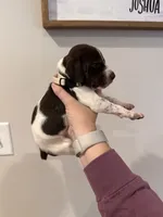 white girl , a male German Shorthaired Pointer for sale in Asheboro, NC – 4 of 4