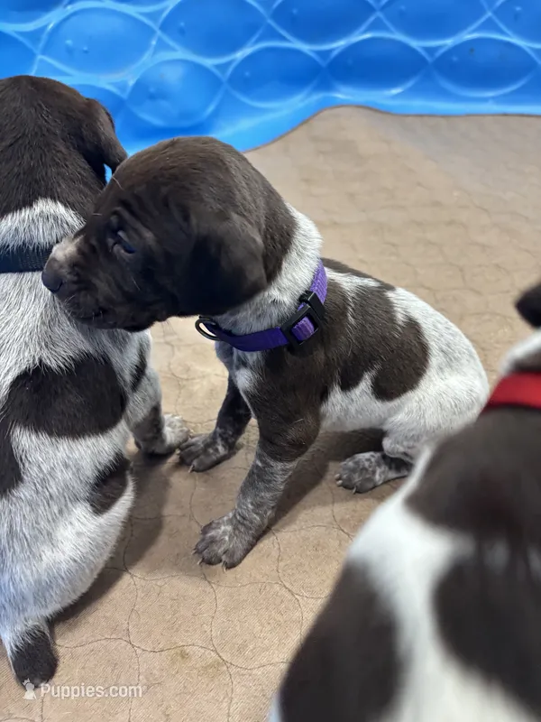 purple girl  – German Shorthaired Pointer puppy for sale in Asheboro, NC