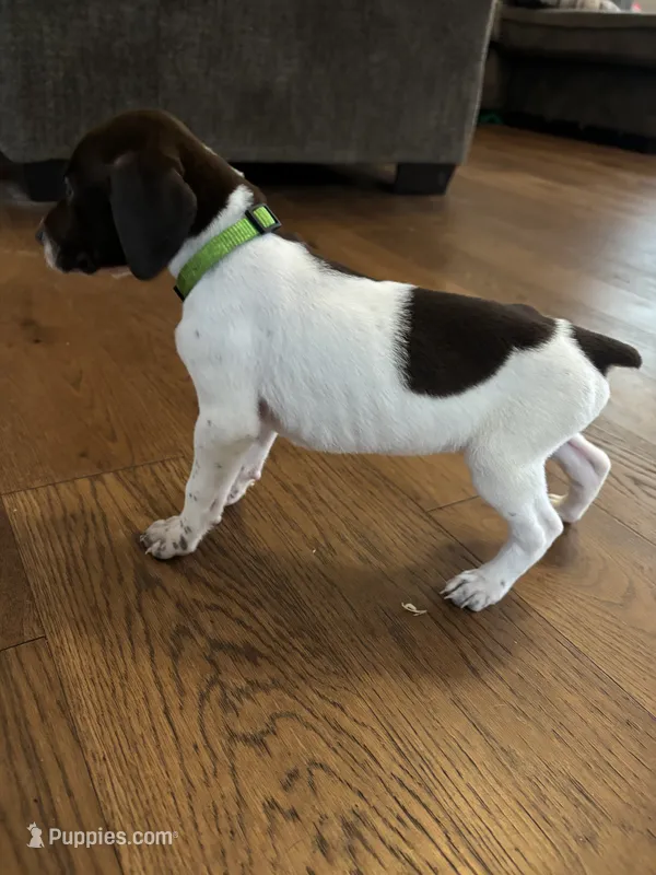 Green - Boy  – German Shorthaired Pointer puppy for sale in Asheboro, NC