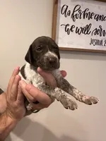 Black - Boy , a male German Shorthaired Pointer for sale in Asheboro, NC – 3 of 4