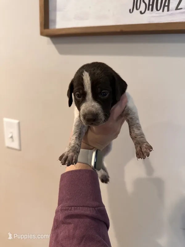 pink girl  – German Shorthaired Pointer puppy for sale in Asheboro, NC