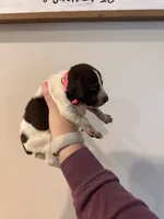 pink girl , a male German Shorthaired Pointer for sale in Asheboro, NC – 2 of 4