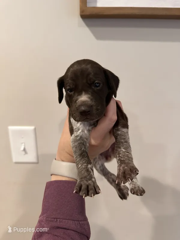 purple girl  – German Shorthaired Pointer puppy for sale in Asheboro, NC