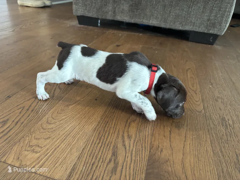 Red - Boy – German Shorthaired Pointer puppy for sale in Asheboro, NC
