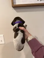 purple girl , a male German Shorthaired Pointer for sale in Asheboro, NC – 3 of 4