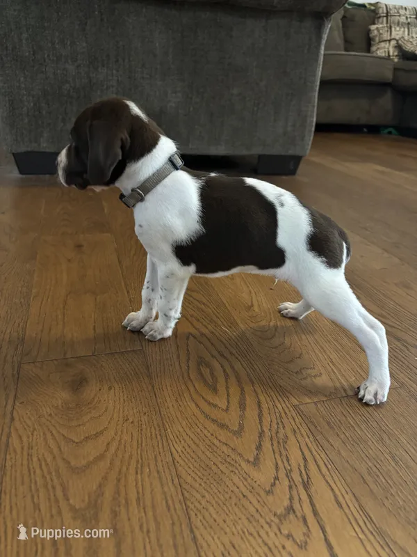 grey boy – German Shorthaired Pointer puppy for sale in Asheboro, NC