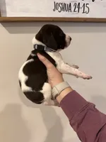 grey boy, a male German Shorthaired Pointer for sale in Asheboro, NC – 3 of 4