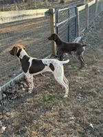 Brown - Boy , a male German Shorthaired Pointer for sale in Asheboro, NC – Photo 5 of 5