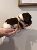 Brown - Boy , a male German Shorthaired Pointer for sale in Asheboro, NC – Photo 1 of 5