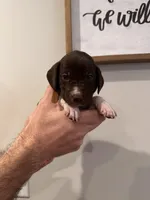 Brown - Boy , a male German Shorthaired Pointer for sale in Asheboro, NC – Photo 2 of 5