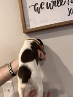 Brown - Boy , a male German Shorthaired Pointer for sale in Asheboro, NC – Photo 4 of 5