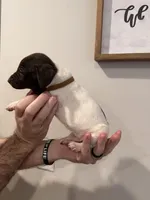 Brown - Boy , a male German Shorthaired Pointer for sale in Asheboro, NC – Photo 3 of 5