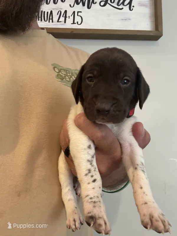 Red - Boy – German Shorthaired Pointer puppy for sale in Asheboro, NC