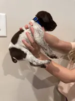 blue boy, a male German Shorthaired Pointer for sale in Asheboro, NC – 4 of 5