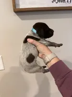 teal boy, a male German Shorthaired Pointer for sale in Asheboro, NC – 4 of 4