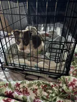 Doesn't have a name , a male Australian Shepherd for sale in Hemet, CA – Photo 3 of 5