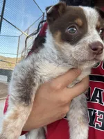 Doesn't have a name , a male Australian Shepherd for sale in Hemet, CA – Photo 2 of 5