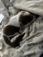 Doesn't have a name , a male Australian Shepherd for sale in Hemet, CA – Photo 4 of 5